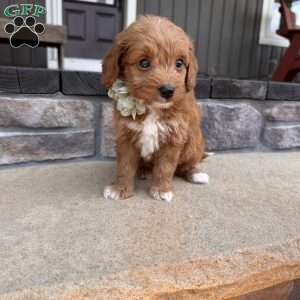 Zara, Mini Goldendoodle Puppy